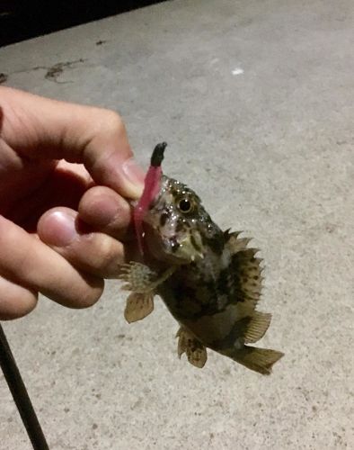 タケノコメバルの釣果