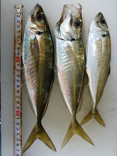 アジの釣果