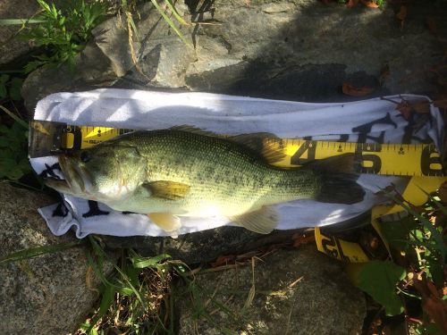 ブラックバスの釣果