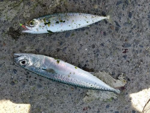 サバの釣果