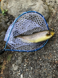 ブラウントラウトの釣果