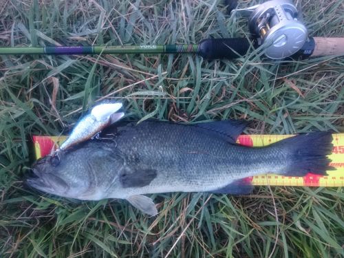 ブラックバスの釣果