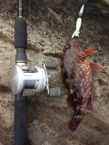 アラカブの釣果