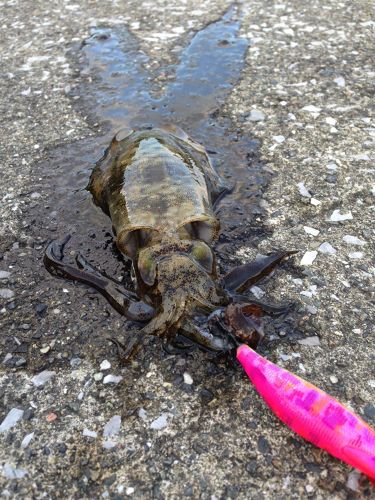 モイカの釣果