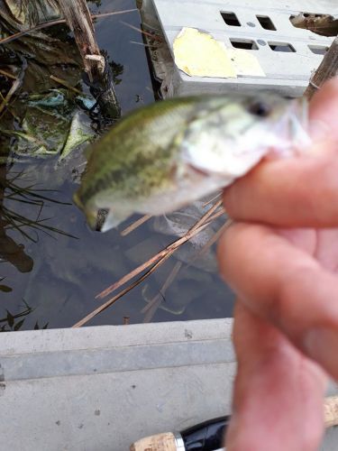 ラージマウスバスの釣果