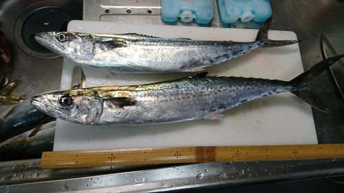 サゴシの釣果