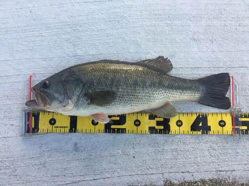 ブラックバスの釣果