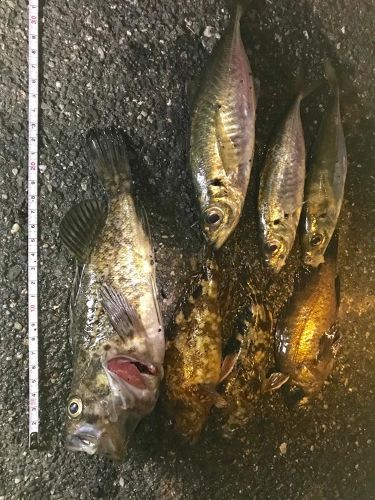 クロソイの釣果