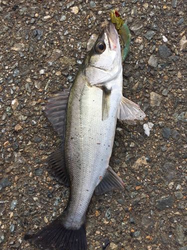 セイゴ（マルスズキ）の釣果