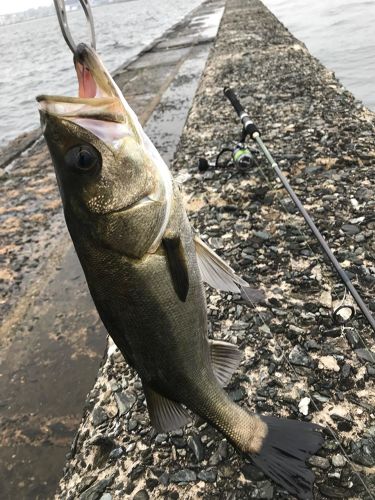 セイゴ（マルスズキ）の釣果