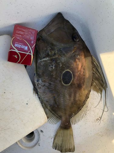 マトウダイの釣果