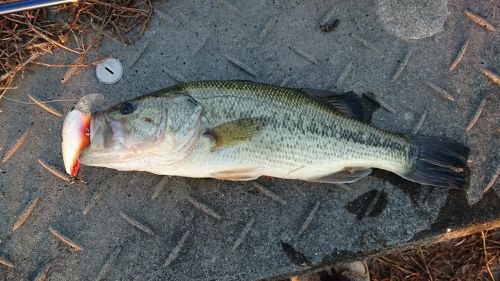 ブラックバスの釣果