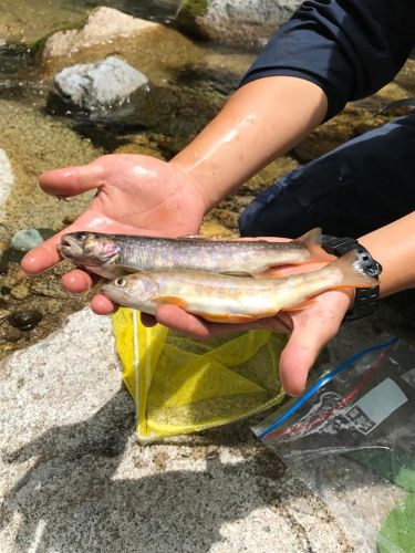 イワナの釣果