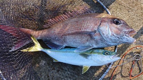 マダイの釣果