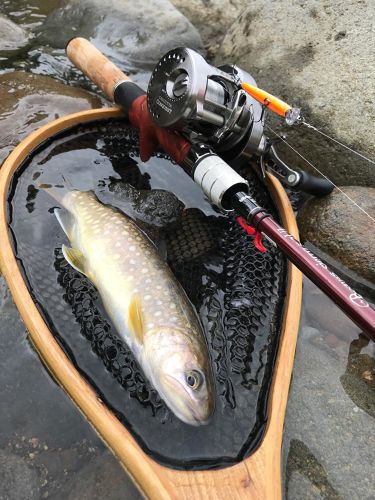 イワナの釣果