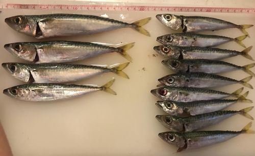 サバの釣果