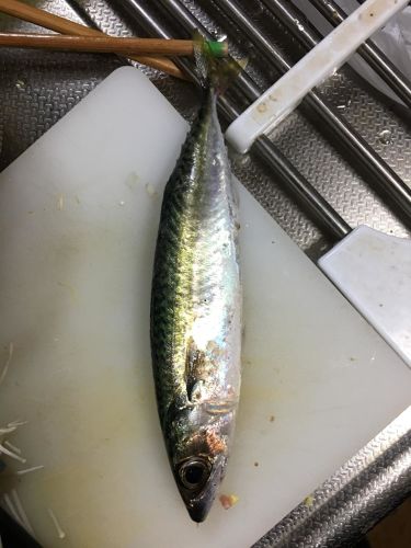 釣果