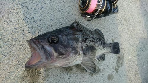 クロソイの釣果