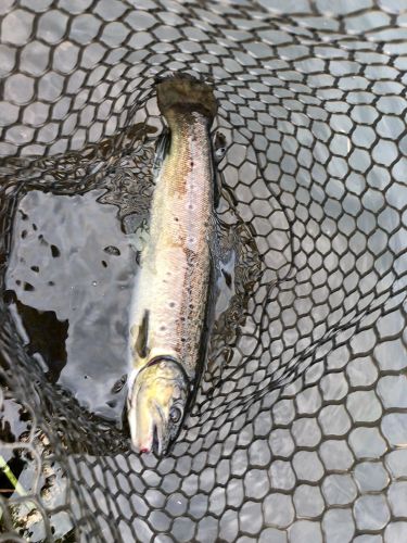 ブラウントラウトの釣果