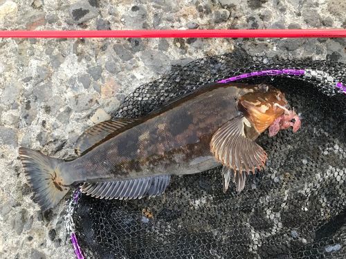 アイナメの釣果