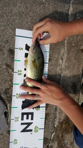 ブラックバスの釣果