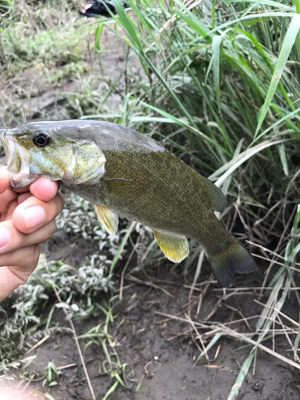 スモールマウスバス