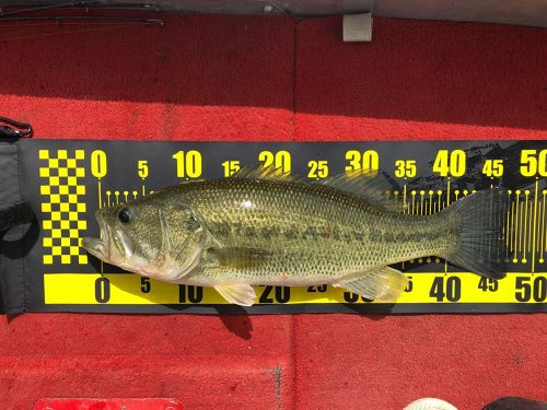 ブラックバスの釣果