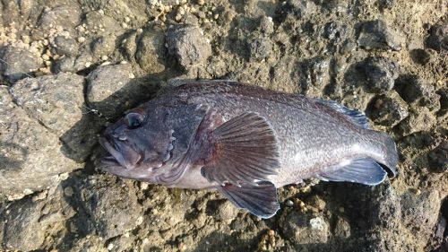 クロソイの釣果