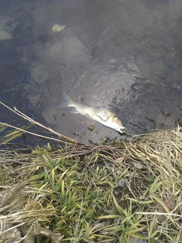 ニゴイの釣果