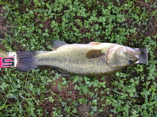 ブラックバスの釣果