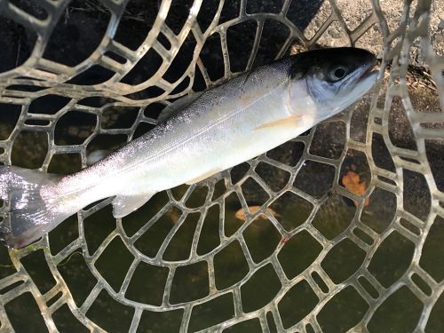 トラウトの釣果