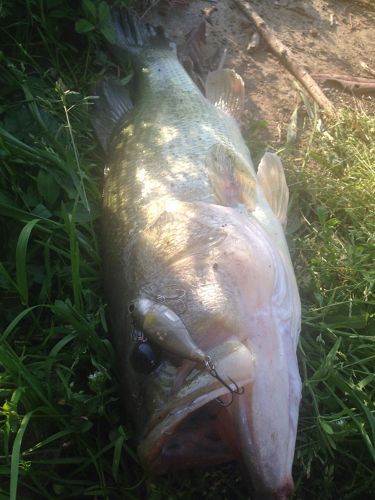 ブラックバスの釣果