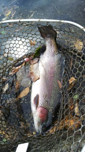 ニジマスの釣果