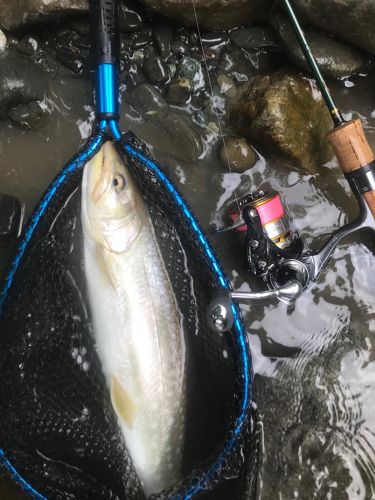 アメマスの釣果