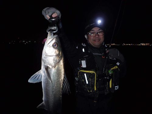 シーバスの釣果