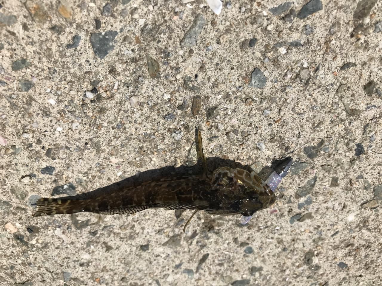 アナハゼ