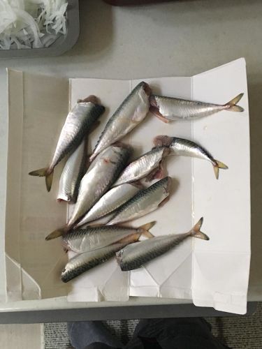 サバの釣果