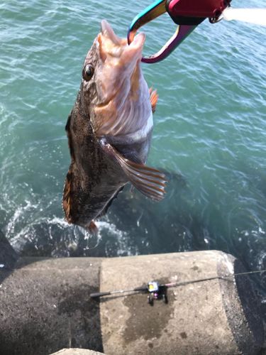 アイナメの釣果