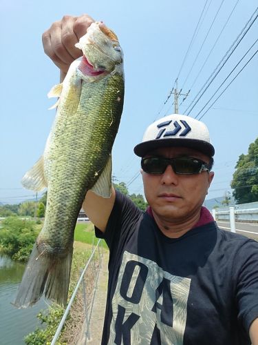 ブラックバスの釣果