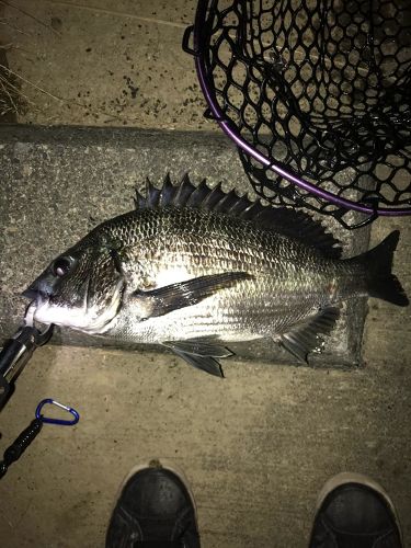 クロダイの釣果