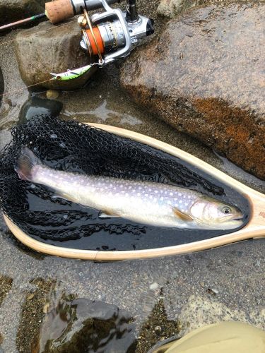 イワナの釣果