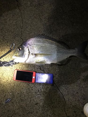 ヘダイの釣果