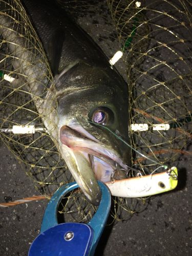 フッコ（マルスズキ）の釣果