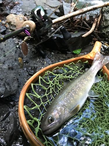 イワナの釣果