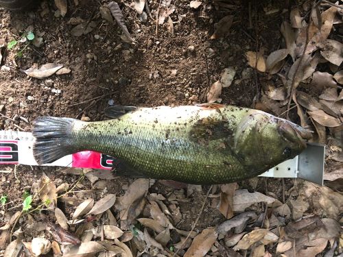 ブラックバスの釣果