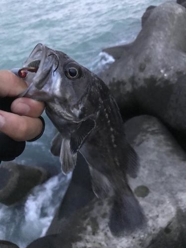 クロソイの釣果