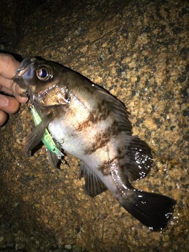 シロメバルの釣果