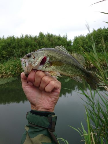 ラージマウスバスの釣果