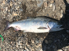 カラフトマスの釣果