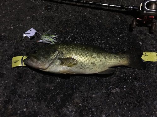 ブラックバスの釣果